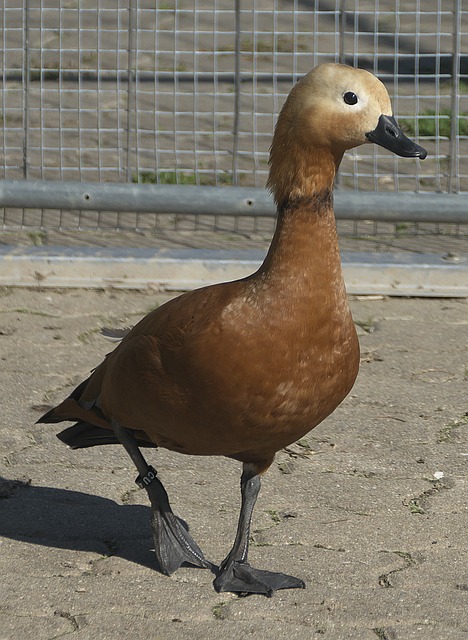 于不平衡的